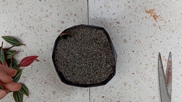 How To Propagate Peperomia Cupreata Rosso। Easy Propagation Of Peperomia।