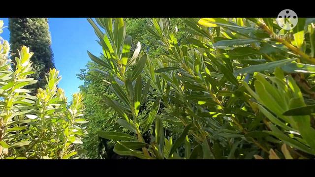ดอก protea ดอกใม้ราคาแพงมากลุงหนวดพาตัดใส่เเจกันดูครับ смотреть онлайн