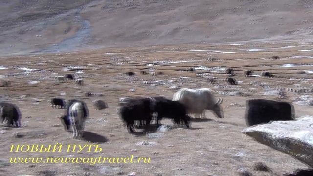 Tibet yaks. Тибетские Яки. смотреть онлайн