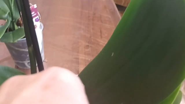 обзор новых орхидей уценок смотреть онлайн