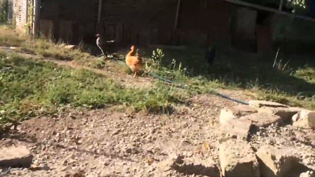 Тупые курицы смотреть онлайн