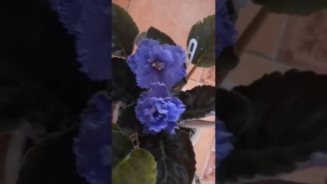 Обзор фиалки РМ-Василиса/Violet RM-Vasilisa review смотреть онлайн