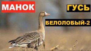 ?ГОЛОС (МАНОК) ГУСЬ БЕЛОЛОБЫЙ 2