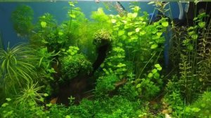 СО2 в аквариуме. Подавать или нет?)