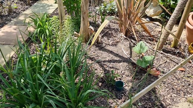 Did I just Kill My Lemon Tree? Is my Lemon Dead? The answer may surprise you! смотреть онлайн