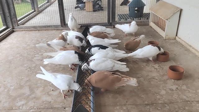 Ижевские голуби 30.06.23. смотреть онлайн