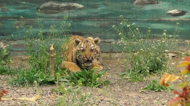 Экскурсия в зоопарке. Уссурийские тигры смотреть онлайн
