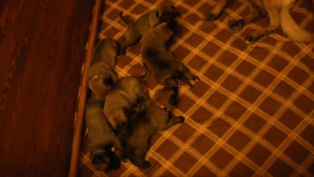 Puppies O-litter Frei Wind смотреть онлайн