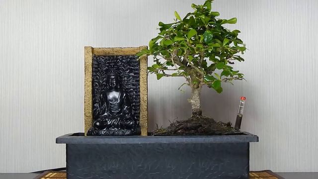 Бонсай "Будда" Автополив смотреть онлайн