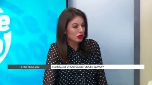 Белка Дегу: как содержать дома?