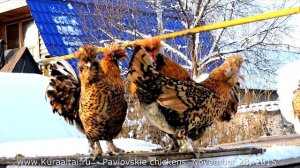 PAVLOVSKIE ROOSTERS  SING Kukareko Поют Павловские Петухи November 28, 2015, Barnaul