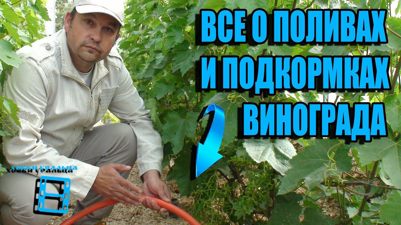ПОЛИВ И ПОДКОРМКА ВИНОГРАДА С ВЕСНЫ ДО ОСЕНИ, ЧТОБЫ ВИНОГРАД БЫЛ КРУПНЫЙ, СЛАДКИЙ. СЕВЕРНЫЙ ВИНОГРАД смотреть онлайн