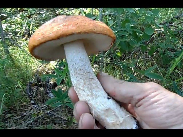 Из ранней осени в живом еще лесу... смотреть онлайн