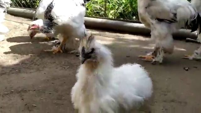 Брама светлая (Light Brahma)