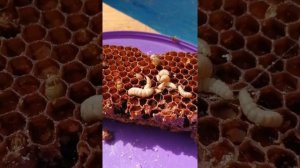 Мои секреты по выращиванию личинки Восковой моли.