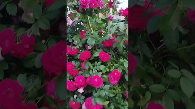 Прекрасные розы на Южном Урале. смотреть онлайн