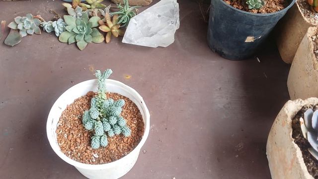 || SEDUM DASYPHYLLUM MAJOR ||