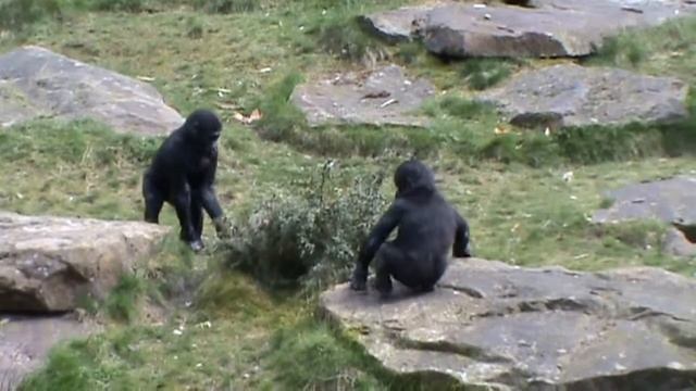 Горилла Gorilla — король джунглей