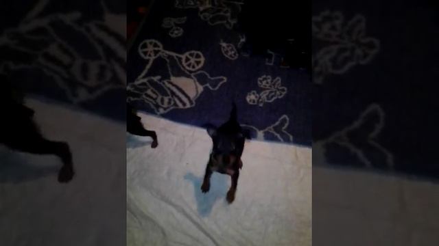 Продажа щенки цвергпинчера!!! Минидоберманы, карликовый пинчер. смотреть онлайн