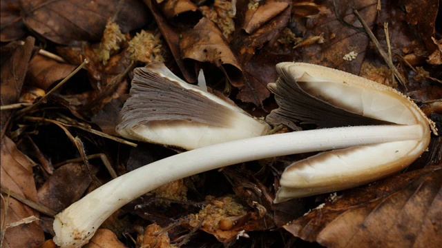 Coprinellus domesticus смотреть онлайн
