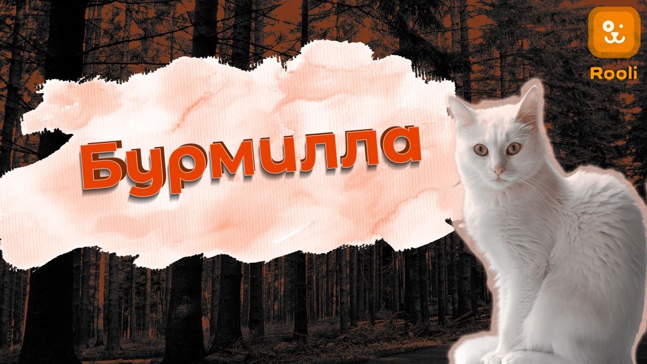 Азиатская порода кошек Бурмилла смотреть онлайн