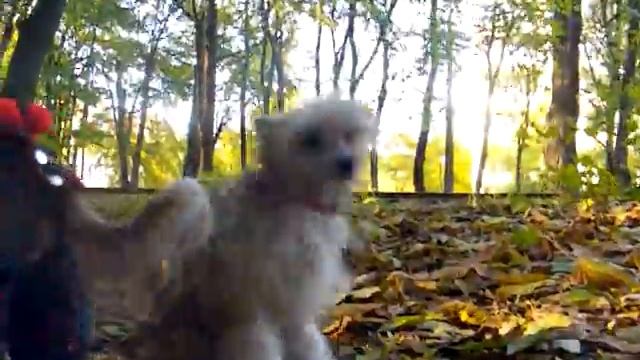 Китайские хохлатые собаки гуляют молча! смотреть онлайн