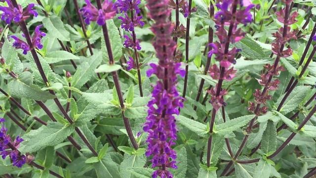 Nepeta Faassenii (Catmint or Faassen's catnip) In Garden #nepeta #faassenii #catmint #catnip смотреть онлайн