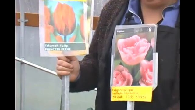 How to Pick Tulip Bulbs смотреть онлайн