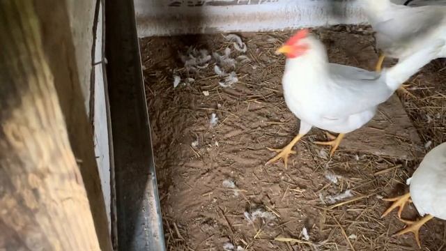 Куры порода Леггорн ? смотреть онлайн