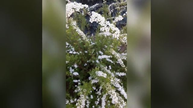 ...Спирея серая 