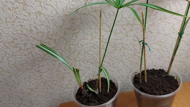 Размножение вариегатного циперуса смотреть онлайн