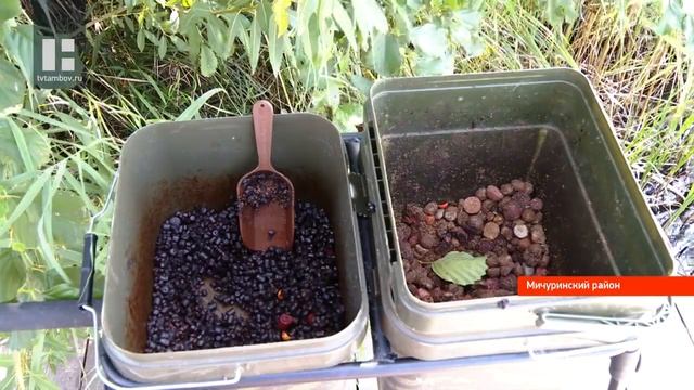 В Мичуринском районе проходит чемпионат Тамбовской области по ловле карпа смотреть онлайн