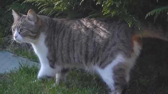 Котёнок со сломанными лапами приполз за помощью к ветеринарной клинике, но там его ожидало… смотреть онлайн