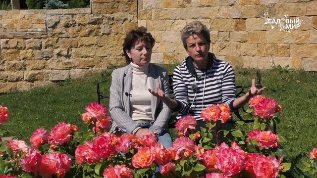 Посадка роз группой. Что учитывать подбирая сорта. Наталья Петренко / Елена Иващенко смотреть онлайн