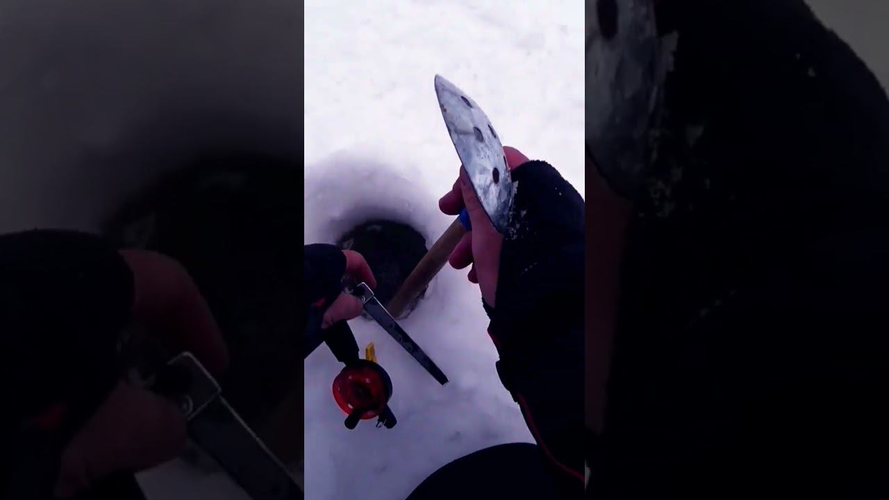 оставил удочки на ночь, села хорошая сорога. смотреть онлайн