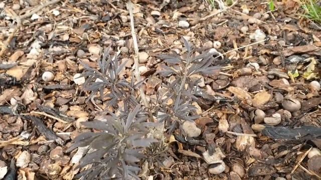 Sambucus nigra 'Black Lace' bez černý смотреть онлайн