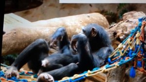 Материнская любовь и забота Шимпанзе к детёнышу