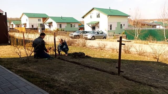 Выкинул забор с участка! Посадил живую изгородь из ивы! смотреть онлайн