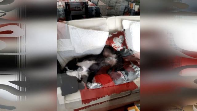 Quite a small sofa dog.Совсем маленькая диванная собачка. смотреть онлайн