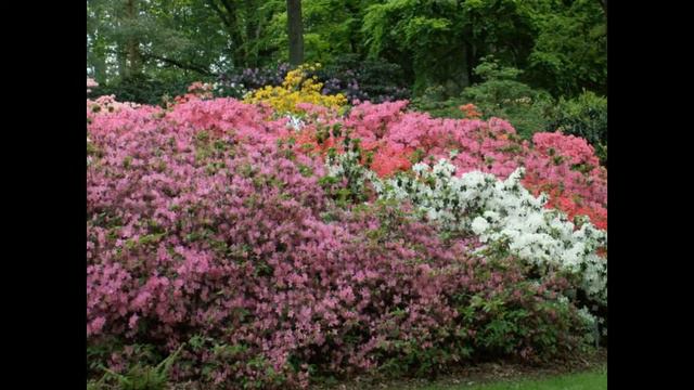 Rhododendron Park Bremen/Bremeńskie Rododendrony смотреть онлайн