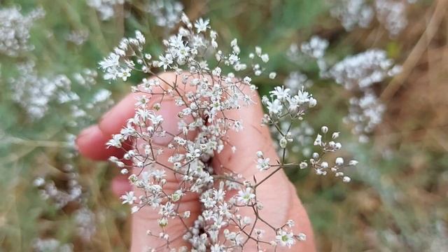 Гипсофила махровая. Обманули уже два раза!!! смотреть онлайн
