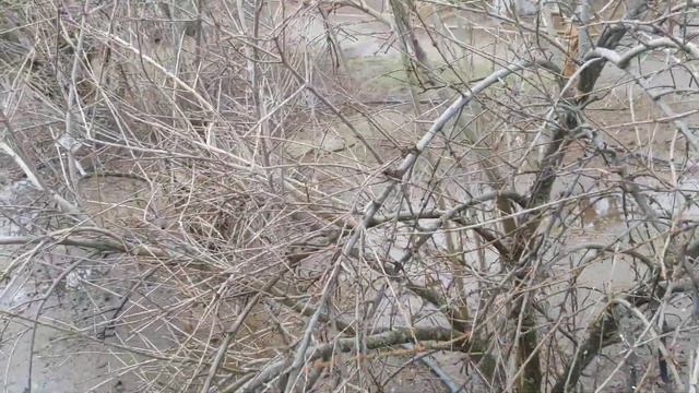 Карликовая шелковица сорта Gerardi dwarf mulberry смотреть онлайн