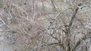 Карликовая шелковица сорта Gerardi dwarf mulberry