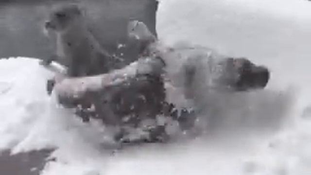 Тюлени❤️❤️ ми ми смотреть онлайн