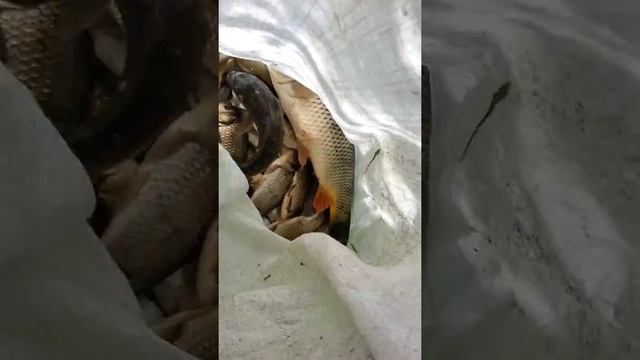 Поселок Степной ловля на озере на простую удочку смотреть онлайн