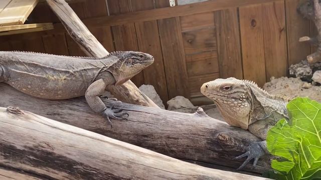 Enrichment for Cyclura Iguanas! Providing enrichment for reptiles with my Lewisi Hybrid Iguanas! смотреть онлайн