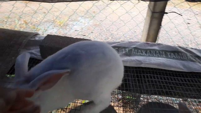 BUAT DUIT | Cara Yang Betul Kahwinkan Arnab смотреть онлайн