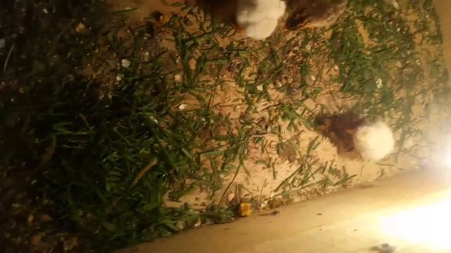 Мистическая стезя забытой преданности