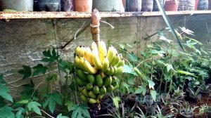 Банан Киевский карлик.