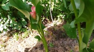 Калла в открытом грунте. Как ухаживать за ней?